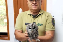 GNR recupera coruja debilitada, encontrada por popular na Guarda