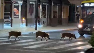 Praga de javalis em Setúbal cada vez mais preocupante