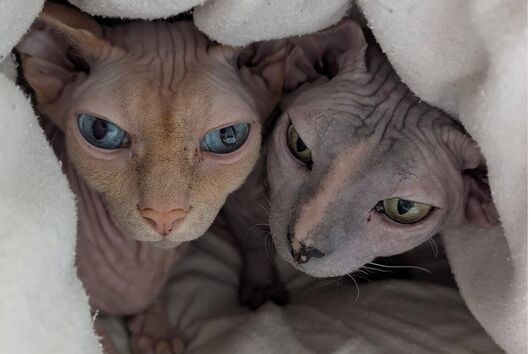 Os gatos-esfinge estão desaparecidos desde dia 8 de agosto