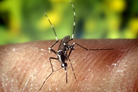 Espécie ‘Aedes albopictus’ ou mosquito tigre asiático transmite o dengue