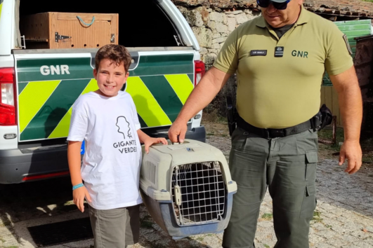 GNR salva coruja debilitada encontrada por popular na berma da estrada na Guarda