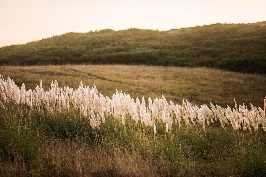 Cortaderia selloana (Pampas Duster) plant