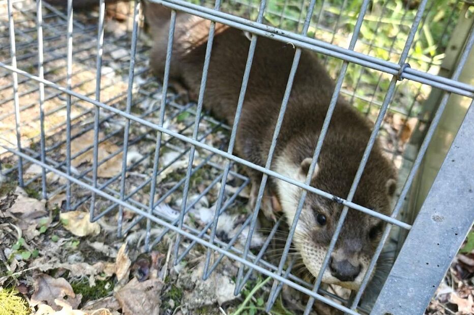 Lontra foi resgatada pela GNR 