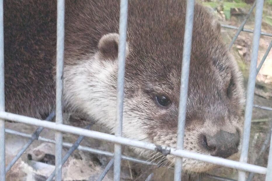 Animal estava bem de saúde e foi devolvido à natureza 