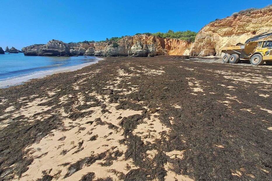 Algas 'pintam' de castanho praia de Portimão