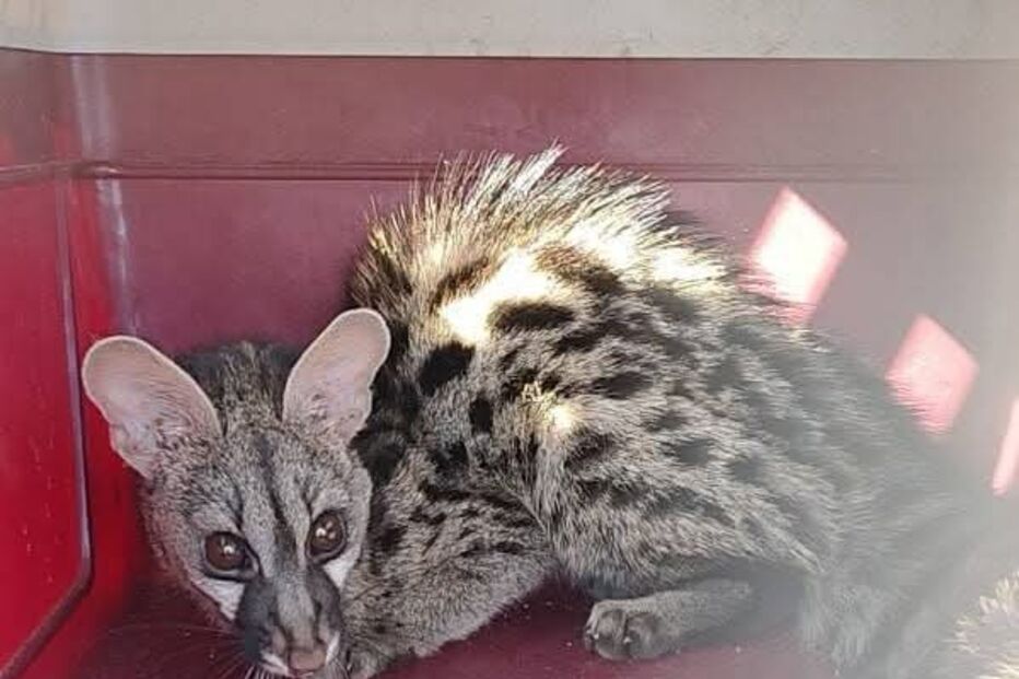 Bombeiros resgatam pequeno animal selvagem que caiu num poço em Silves