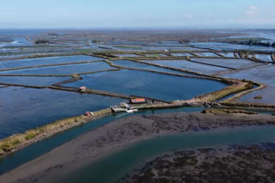 Ilha privada no coração da Ria de Aveiro está à venda por 750 mil euros