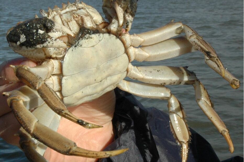 Cinco novas espécies marinha invasoras foram encontradas na costa sudoeste portuguesa, perto do Porto de Sines
