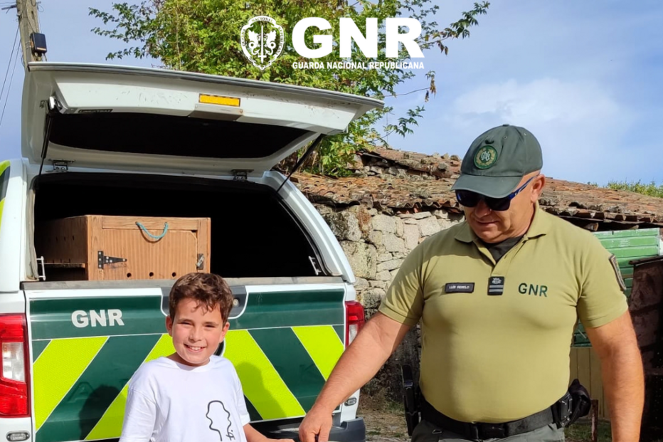 GNR salva coruja debilitada encontrada por popular na berma da estrada na Guarda