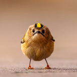 'Angry Bird', Jan Wittmer (Alemanha)