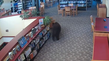 Urso visita biblioteca na Califórnia antes da abertura ao público