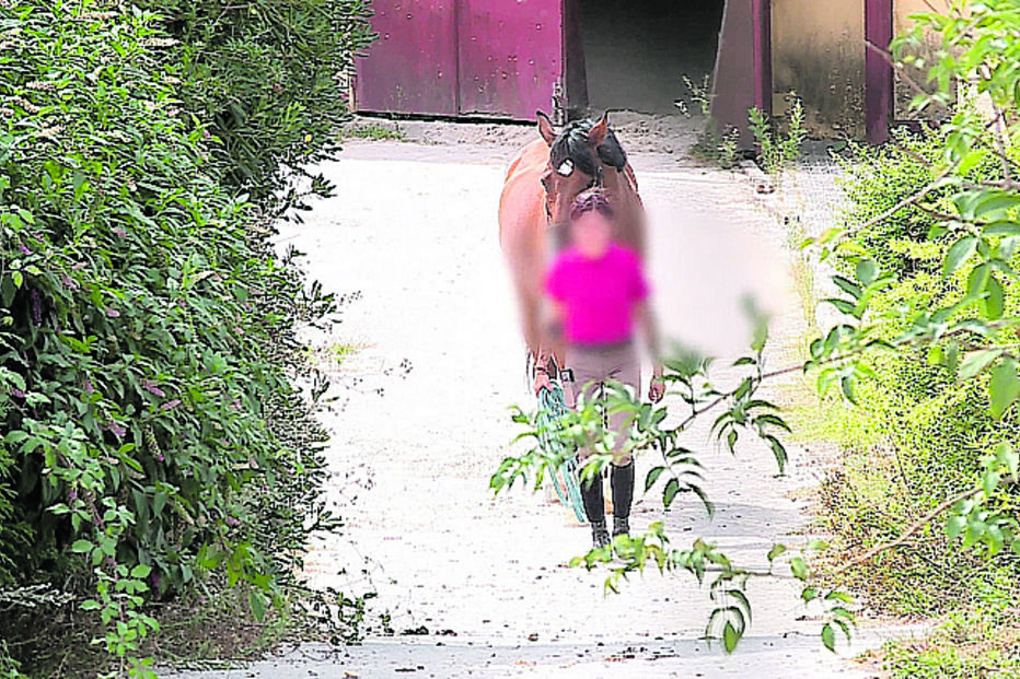Cavalos foram apreendidos em centro hípico de Gaia 