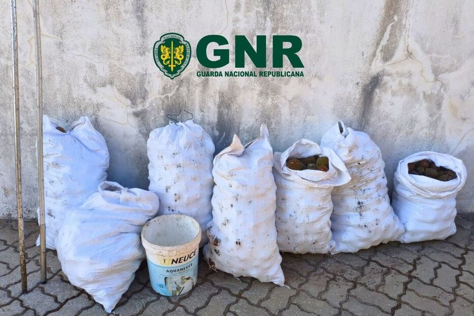 GNR_Setúbal_Pinhas.jpg