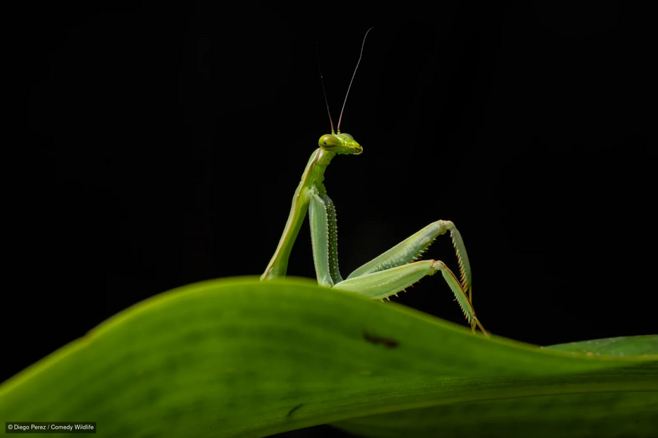 Um louva-deus fotogénico posa para a câmara num fundo escuro
