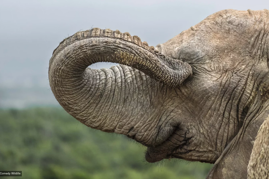 Elefante com a tromba enrolada, em destaque
