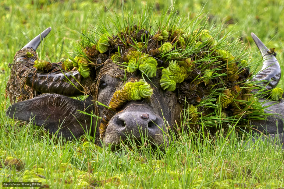 Búfalo adornado com plantas aquáticas na relva
